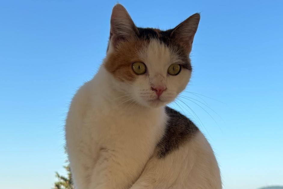 Fundmeldung Katze Weiblich Contes Frankreich Fundmeldung Katze Weiblich Contes Frankreich