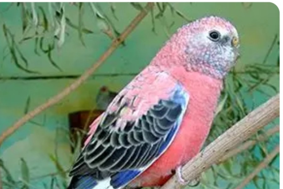 Alerte Disparition Oiseau Mâle , 2026 ans Genlis France