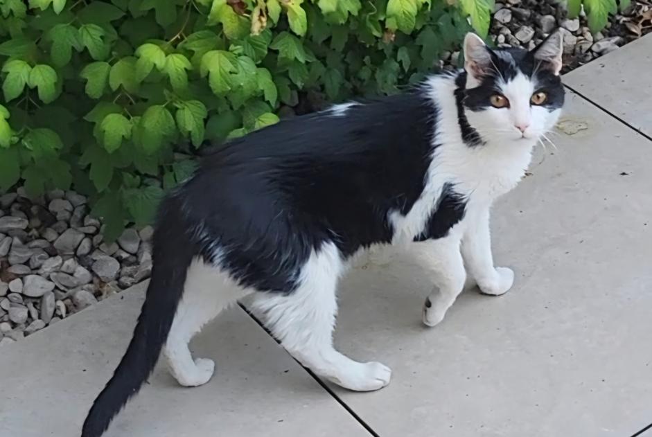 Avviso scomparsa Gatto  Maschio , 12 anni Arc-sur-Tille Francia